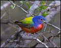 _B211222 painted bunting
